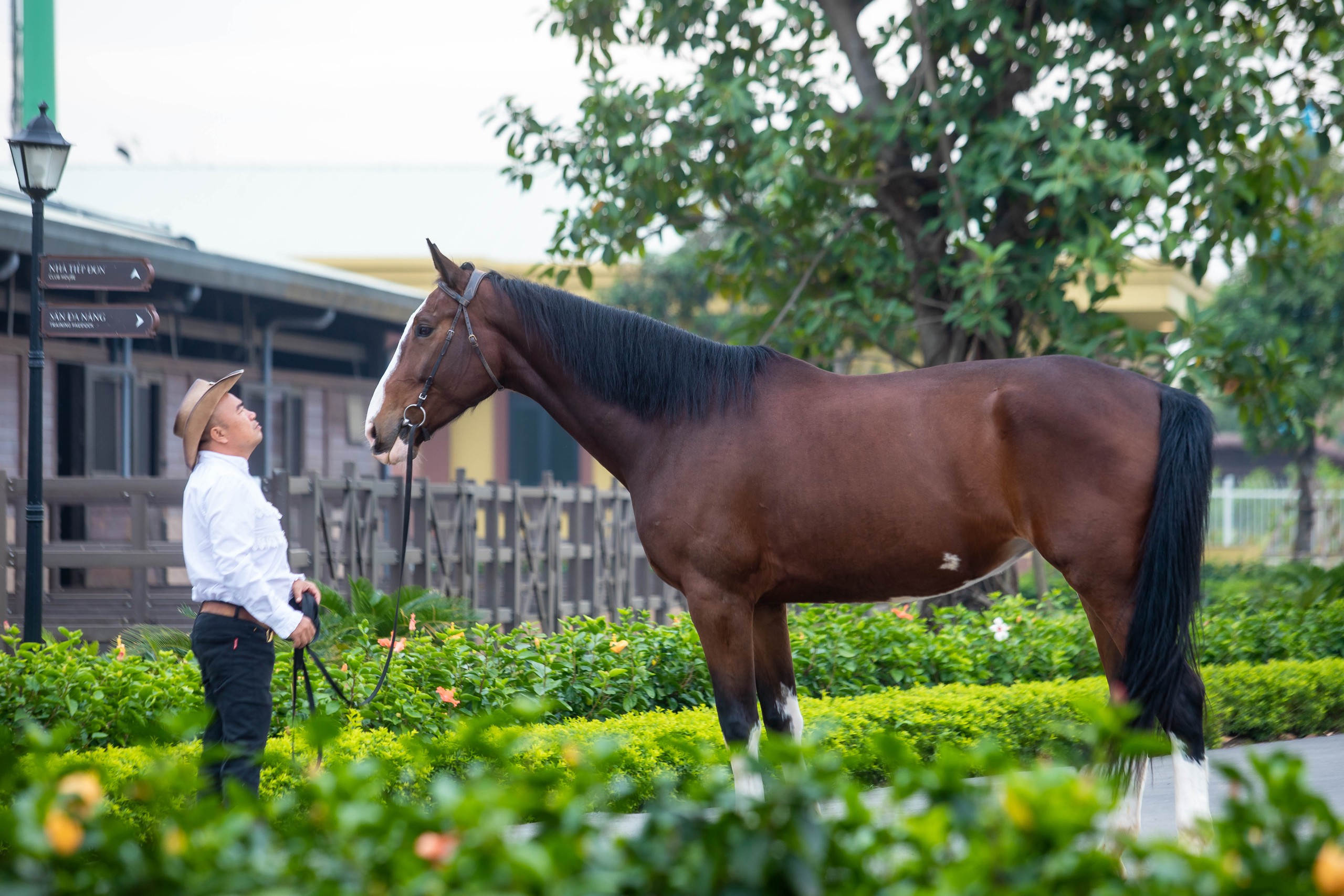 Cận cảnh chế độ chăm sóc đặc biệt "tuấn mã" triệu đô tại Hải Phòng- Ảnh 5.
