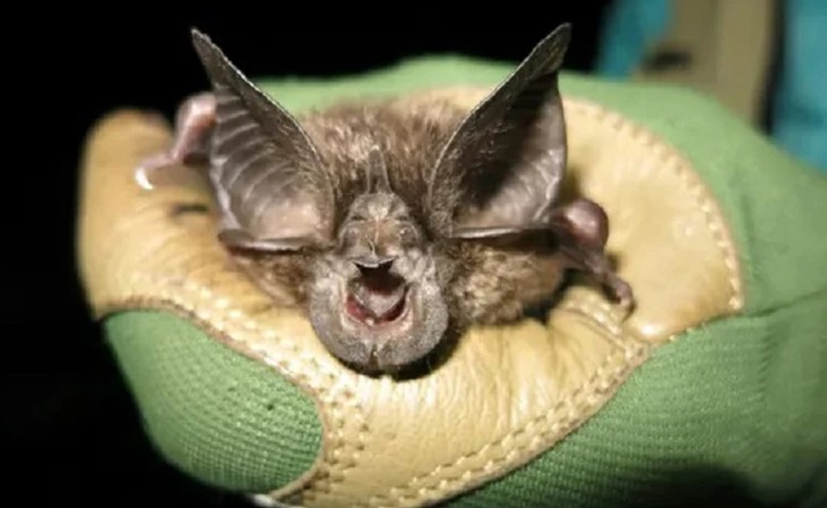 Loài vật quý hiếm bậc nhất hành tinh, tưởng tuyệt tích 40 năm bất ngờ "tái xuất" - Ảnh 1.