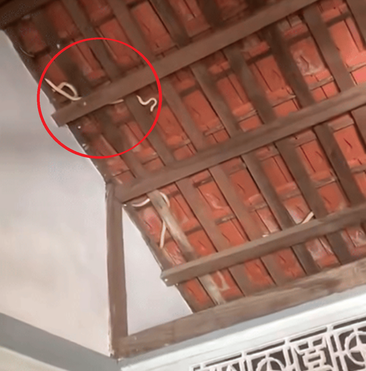 Nhìn lên mái nhà, chủ nhà phát hiện cảnh tượng "nổi da gà" giữa ban ngày - Ảnh 2.