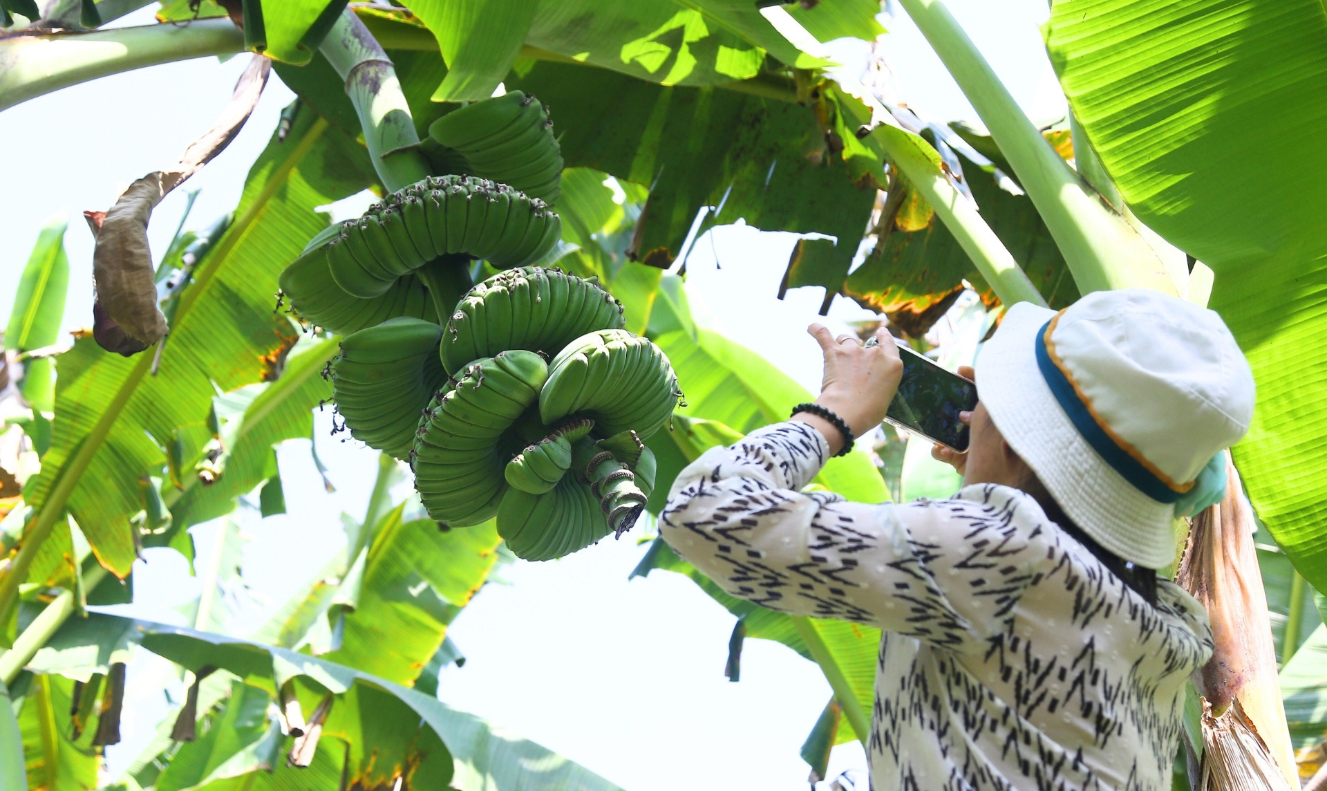 Chuối có hình dáng lạ, giá cao vẫn nhiều người muốn "săn" về chưng Tết - Ảnh 4.