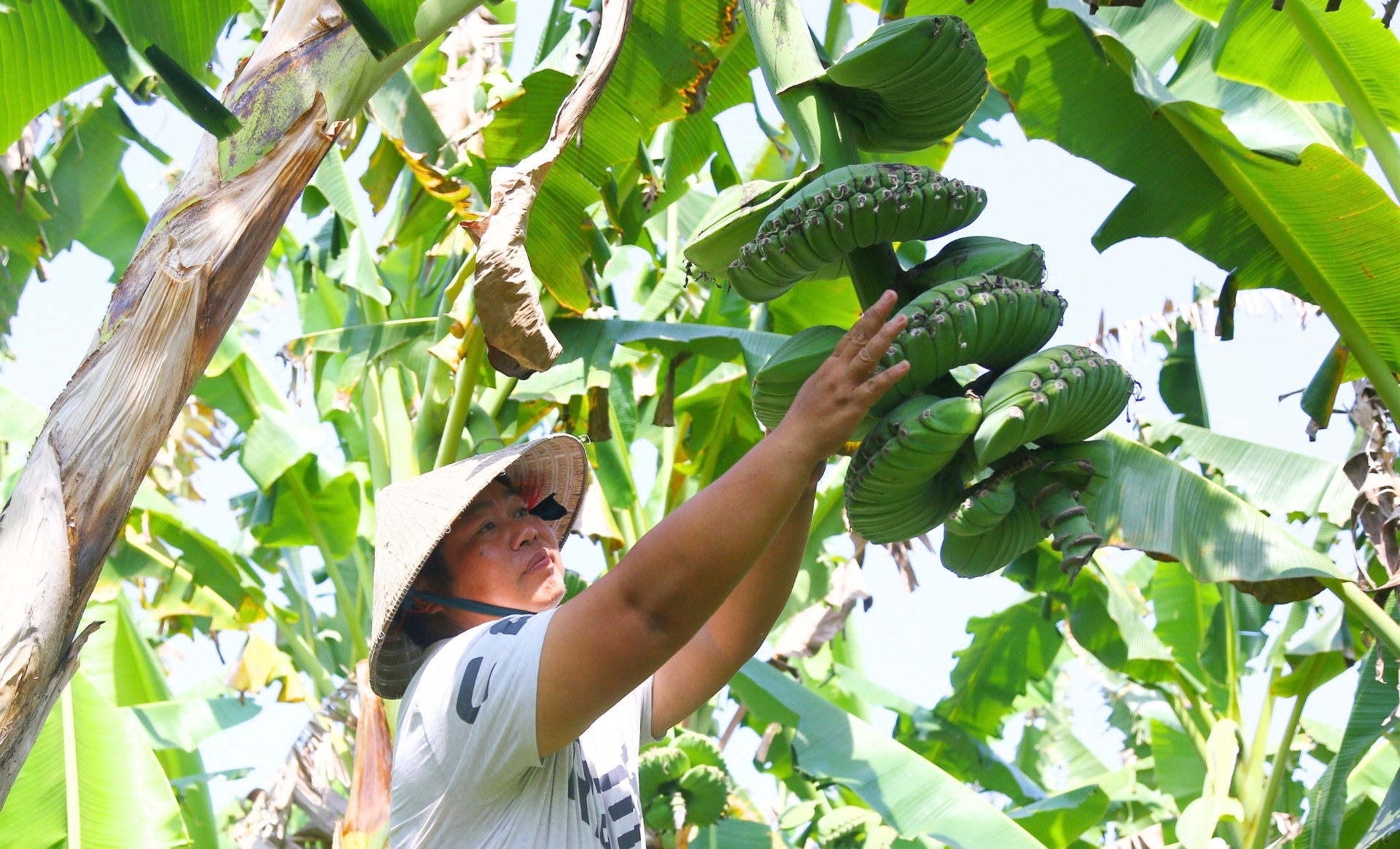 Chuối có hình dáng lạ, giá cao vẫn nhiều người muốn "săn" về chưng Tết - Ảnh 2.
