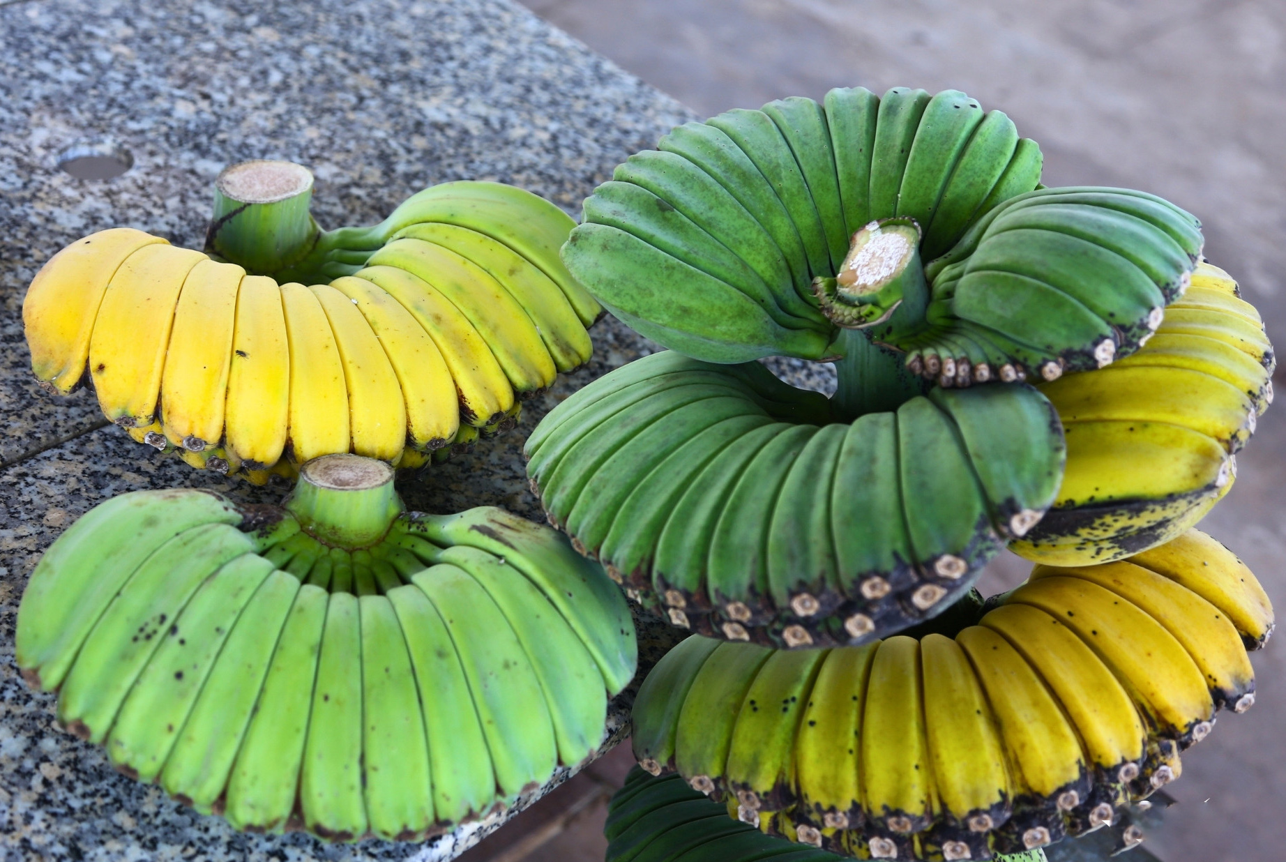 Chuối có hình dáng lạ, giá cao vẫn nhiều người muốn "săn" về chưng Tết - Ảnh 7.