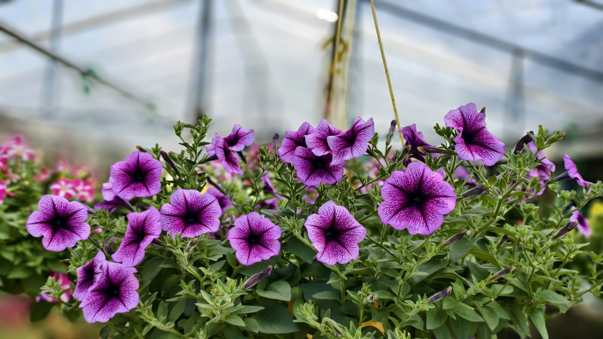 Hoa cúc “nhuộm vàng” làng quê những ngày giáp Tết- Ảnh 19. Hoa cúc “nhuộm vàng” làng quê những ngày giáp Tết- Ảnh 19.