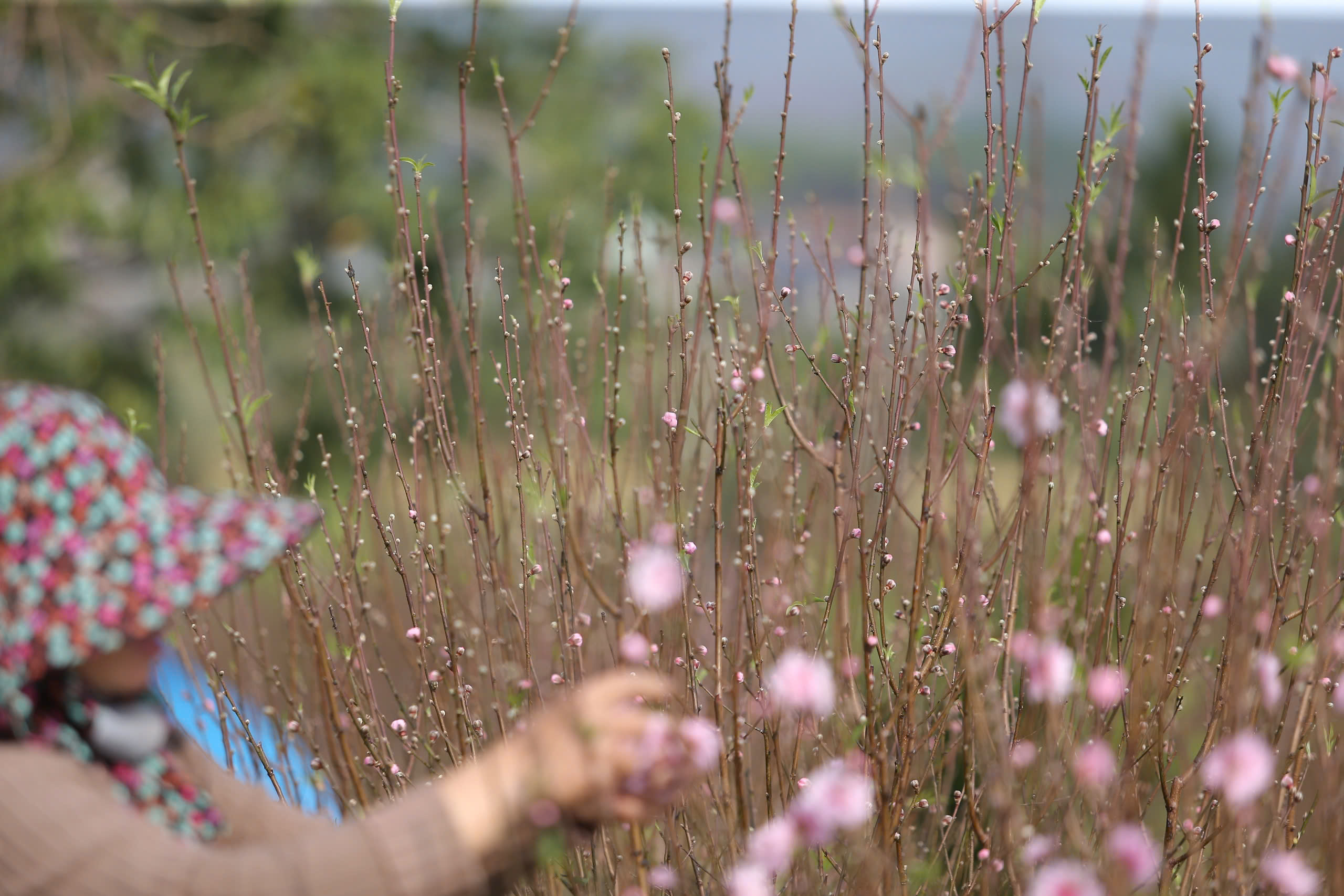 Hoa đào nở "trượt" dịpTết, người dân như ngồi trên đống lửa  - Ảnh 5.