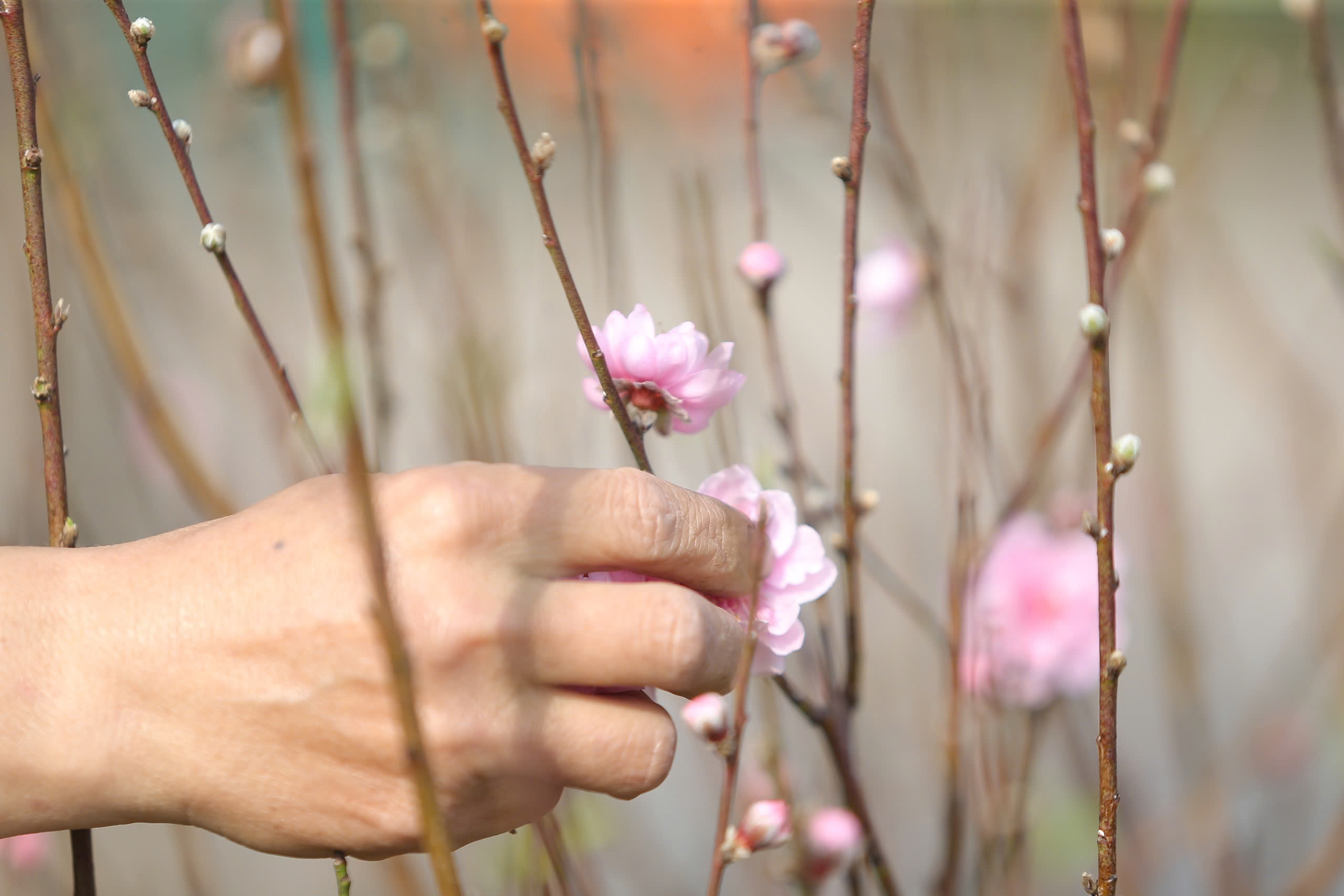 Hoa đào nở "trượt" dịpTết, người dân như ngồi trên đống lửa  - Ảnh 6.