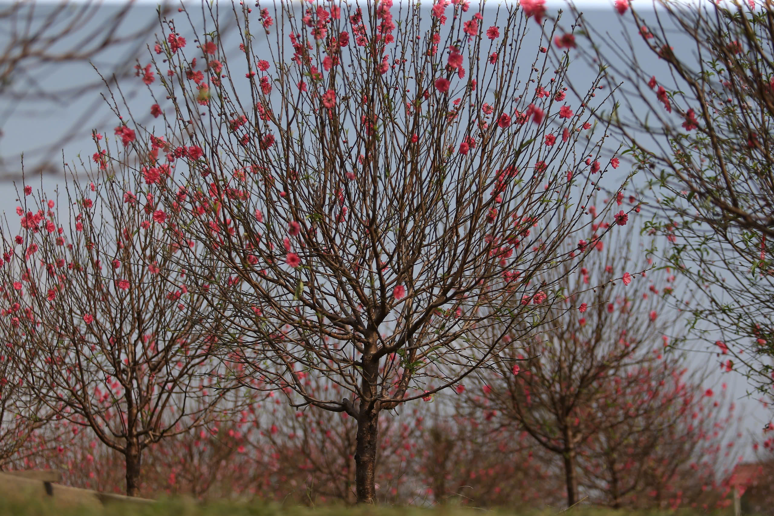 Hoa đào nở "trượt" dịpTết, người dân như ngồi trên đống lửa  - Ảnh 10.