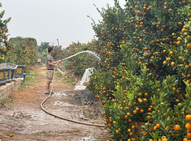 Làng đào, làng quất vào vụ lớn dịp giáp Tết: Rộn ràng đón khách từ vườn ra phố - Ảnh 9.