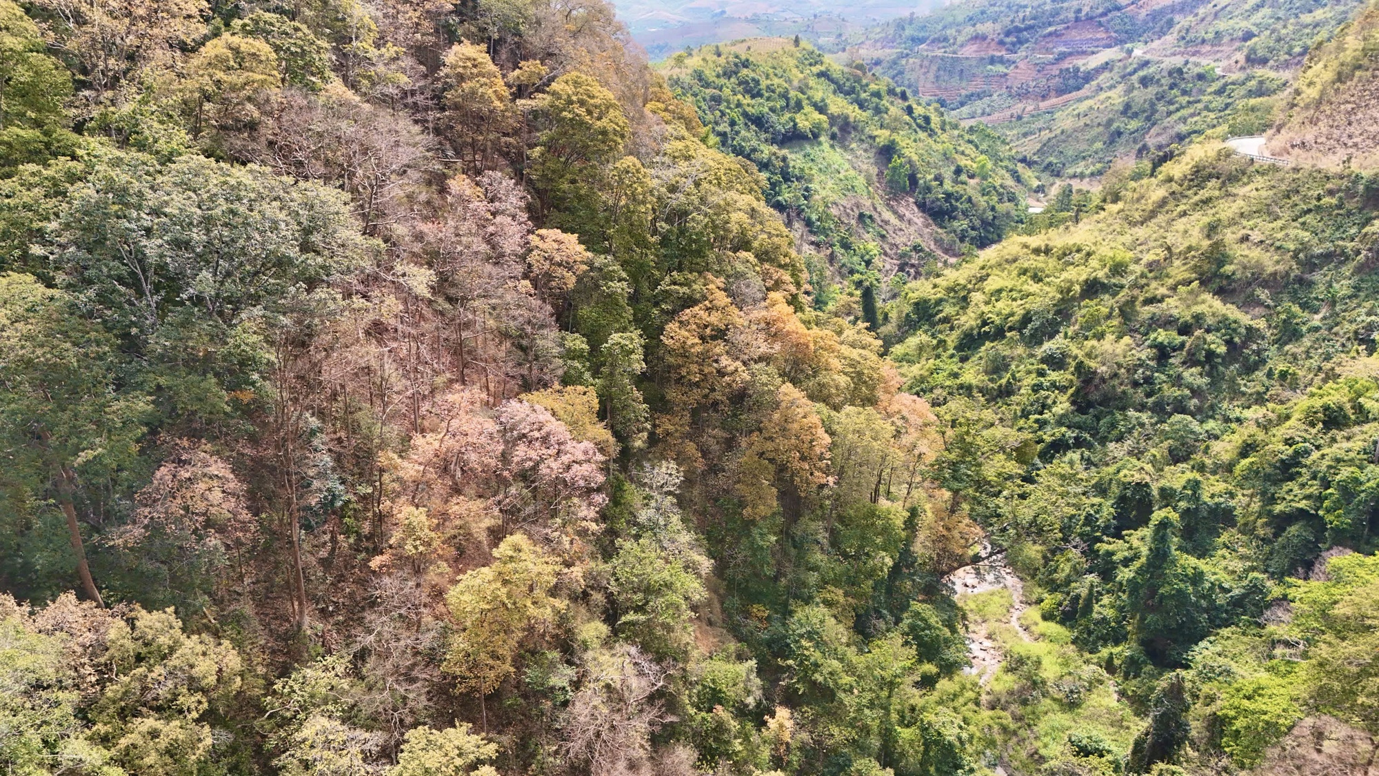 Đẹp ngỡ ngàng rừng tự nhiên thay lá nhuộm sắc đèo Măng Đen- Ảnh 5.