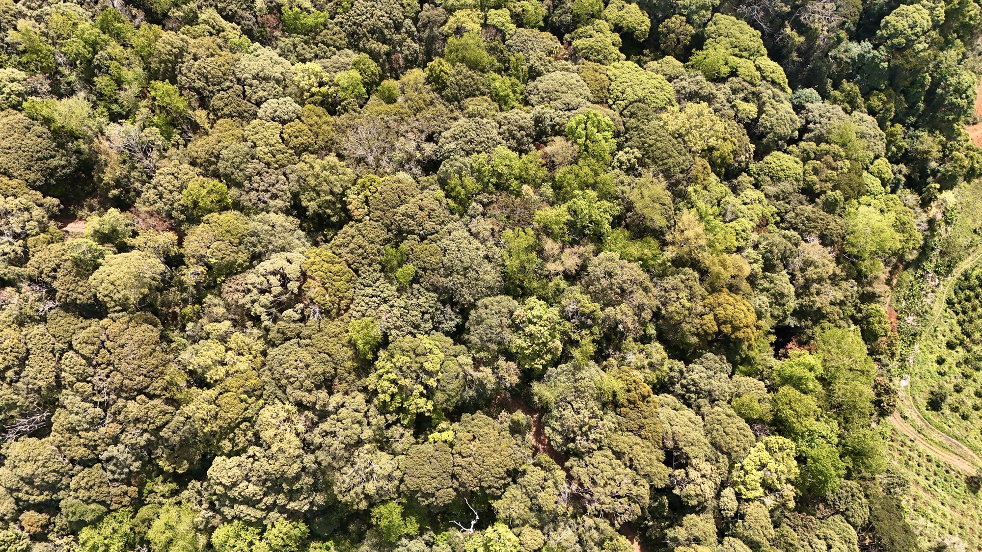 Đẹp ngỡ ngàng rừng tự nhiên thay lá nhuộm sắc đèo Măng Đen- Ảnh 7.