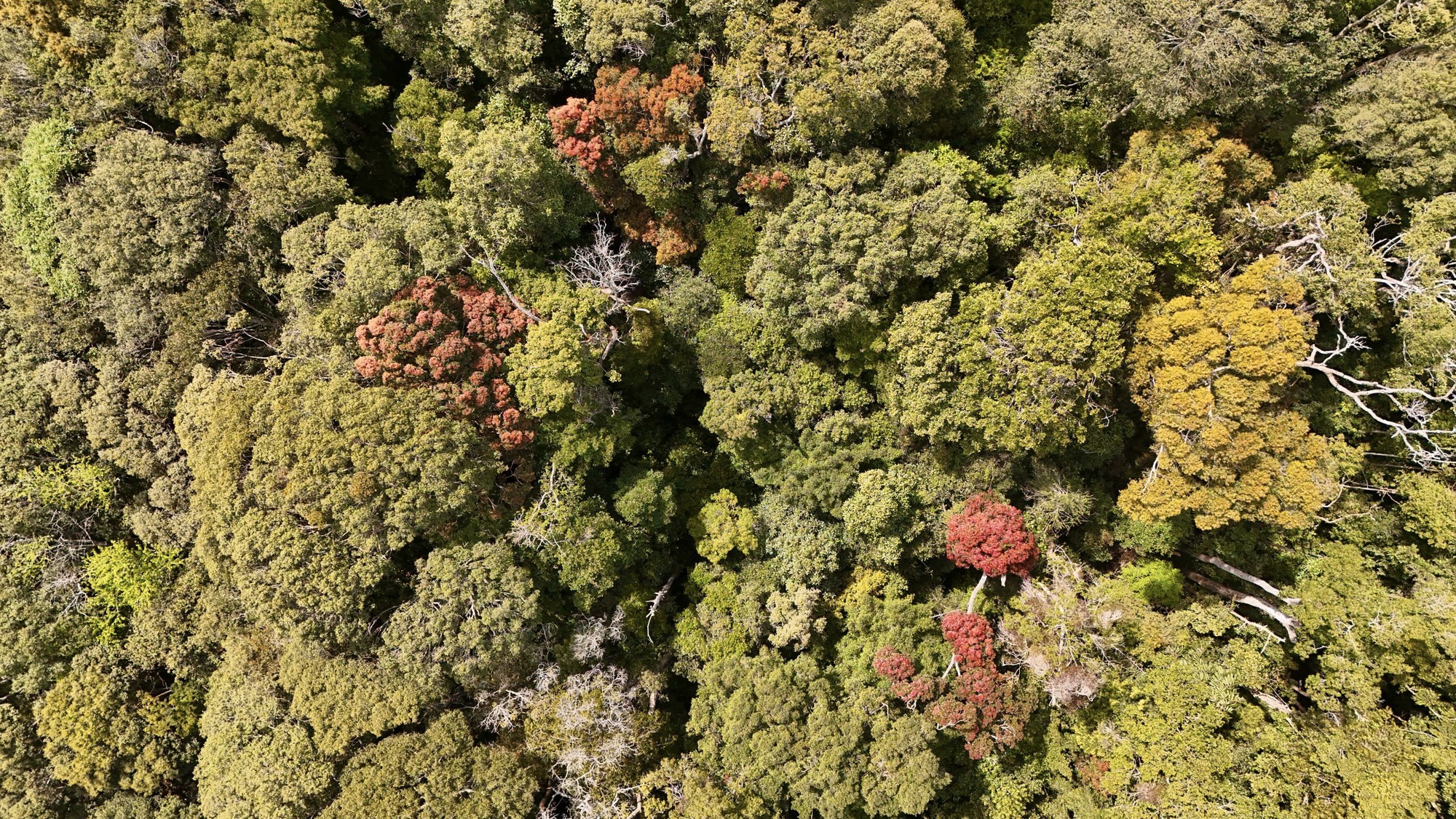 Đẹp ngỡ ngàng rừng tự nhiên thay lá nhuộm sắc đèo Măng Đen- Ảnh 2.