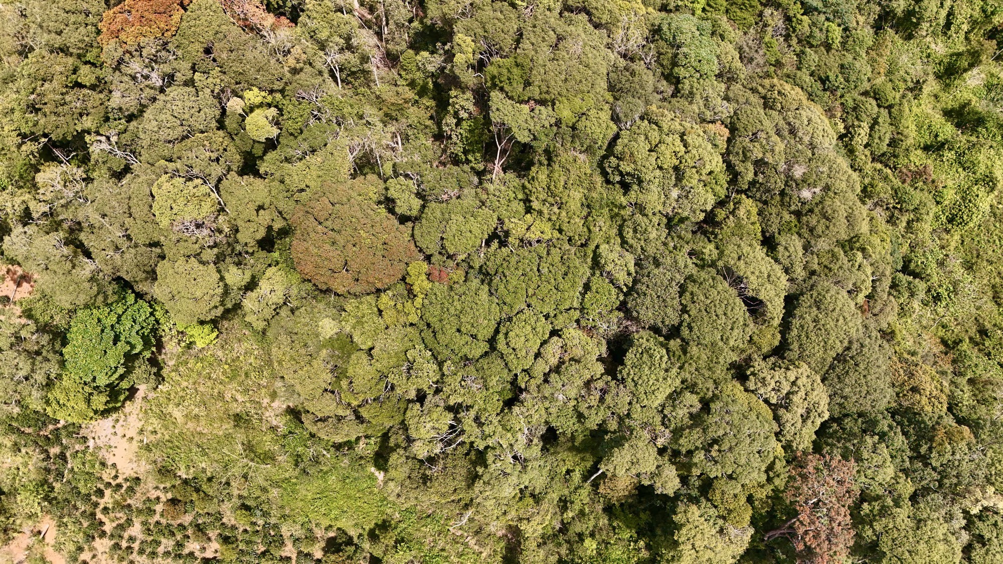 Đẹp ngỡ ngàng rừng tự nhiên thay lá nhuộm sắc đèo Măng Đen- Ảnh 6.