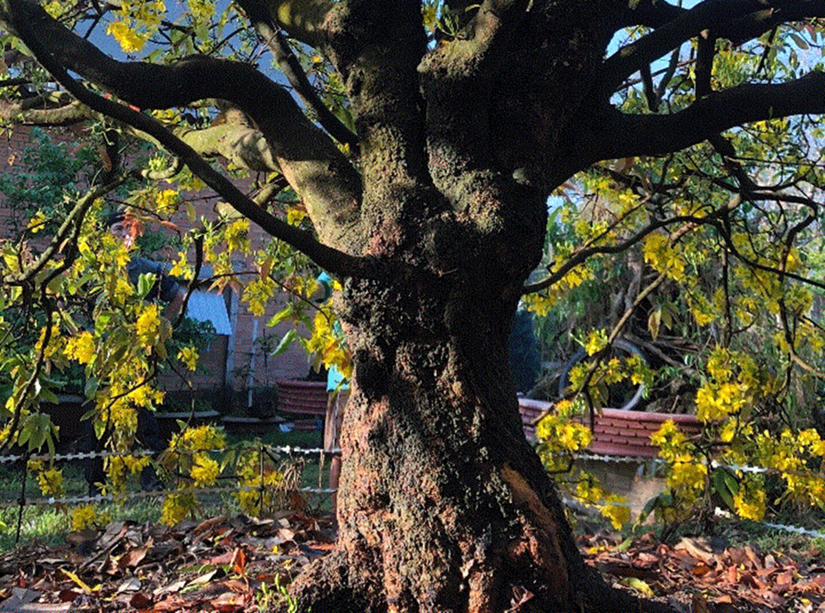 Khách đại gia ngã giá 10 tỷ đồng cho cây mai 129 tuổi, chủ nhân chưa gật đầu - Ảnh 3.