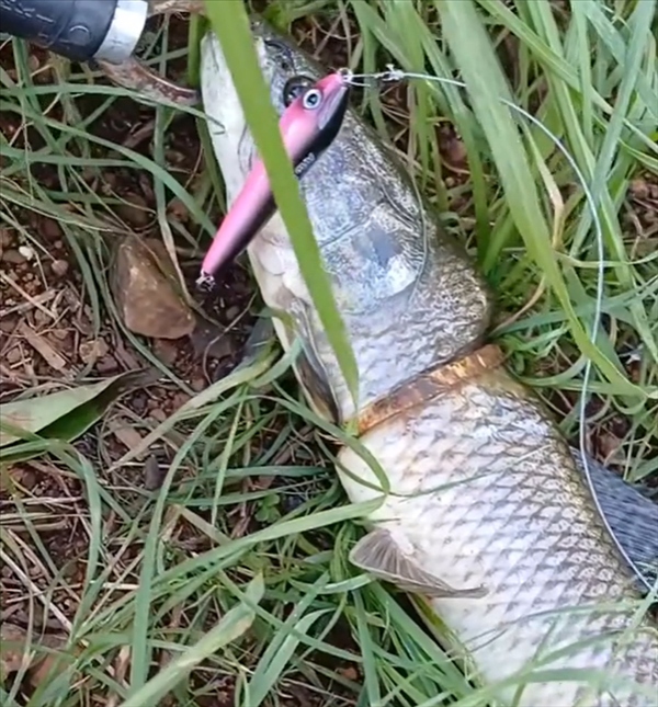 Cần thủ c&acirc;u được con c&aacute; c&oacute; v&ograve;ng v&agrave;ng tr&ecirc;n cơ thể - Ảnh 2.