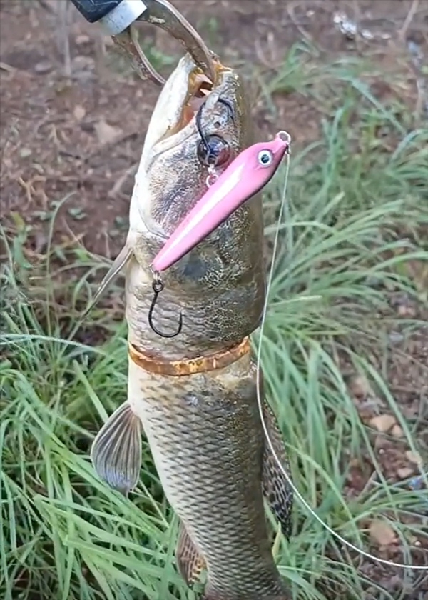 Cần thủ c&acirc;u được con c&aacute; c&oacute; v&ograve;ng v&agrave;ng tr&ecirc;n cơ thể - Ảnh 1.