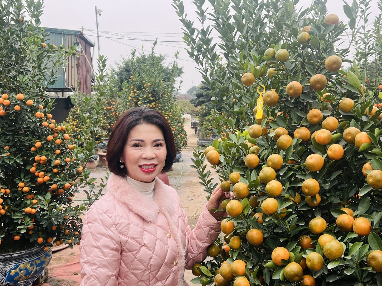 Làng đào, làng quất vào vụ lớn dịp giáp Tết: Rộn ràng đón khách từ vườn ra phố - Ảnh 15.