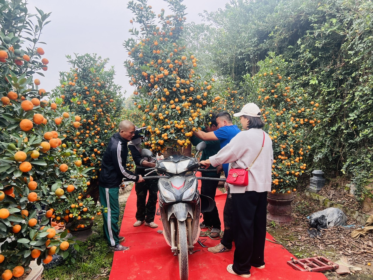 Làng đào, làng quất vào vụ lớn dịp giáp Tết: Rộn ràng đón khách từ vườn ra phố - Ảnh 14.
