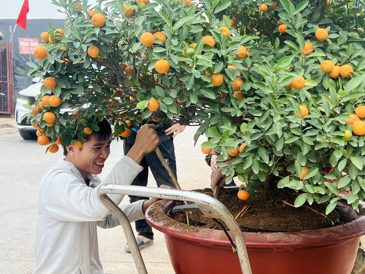 Làng đào, làng quất vào vụ lớn dịp giáp Tết: Rộn ràng đón khách từ vườn ra phố - Ảnh 17.