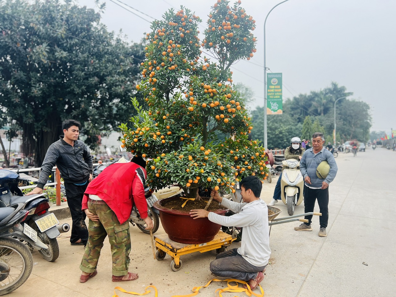 Làng đào, làng quất vào vụ lớn dịp giáp Tết: Rộn ràng đón khách từ vườn ra phố - Ảnh 19.