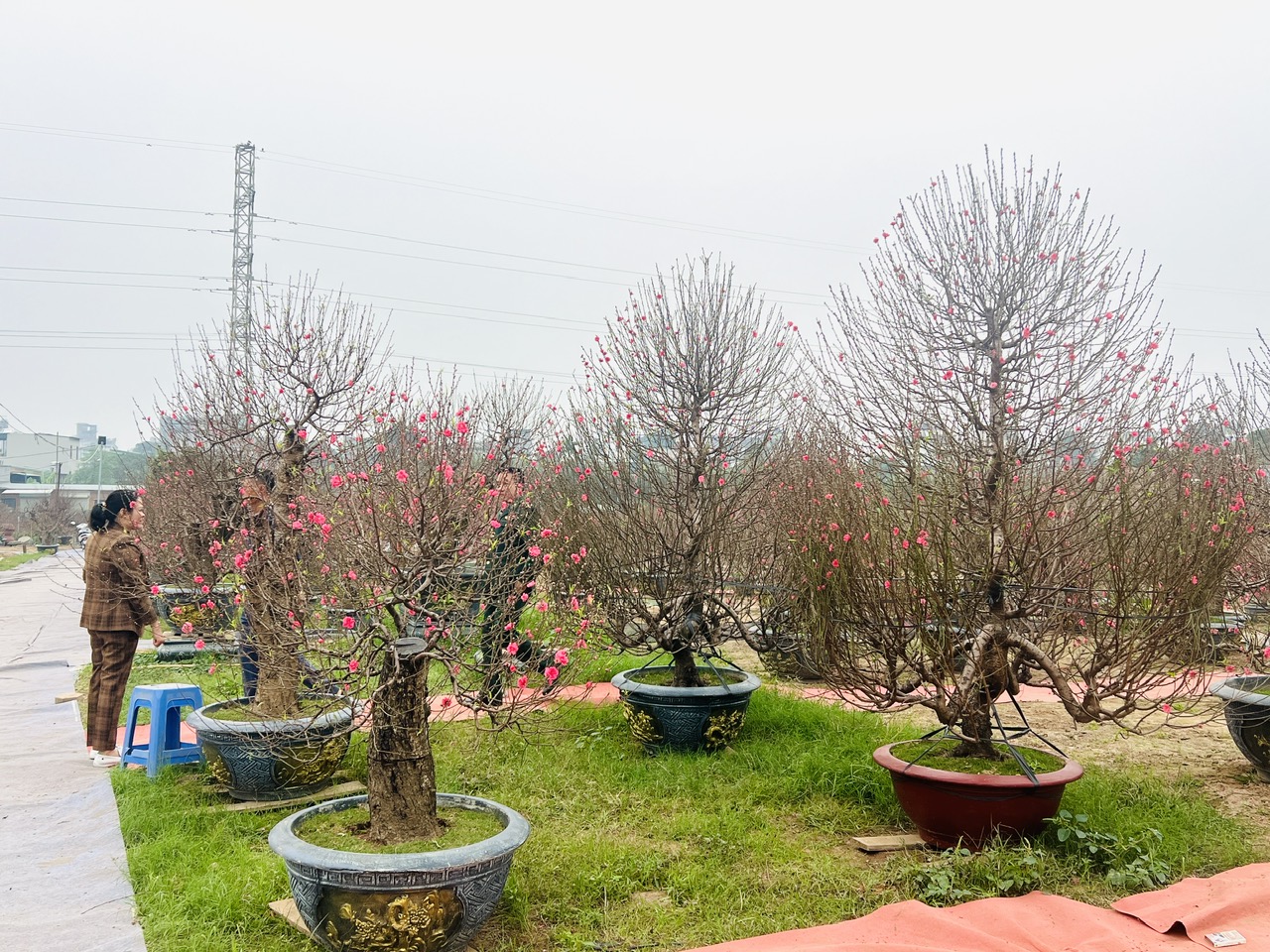 Làng đào, làng quất vào vụ lớn dịp giáp Tết: Rộn ràng đón khách từ vườn ra phố - Ảnh 2.