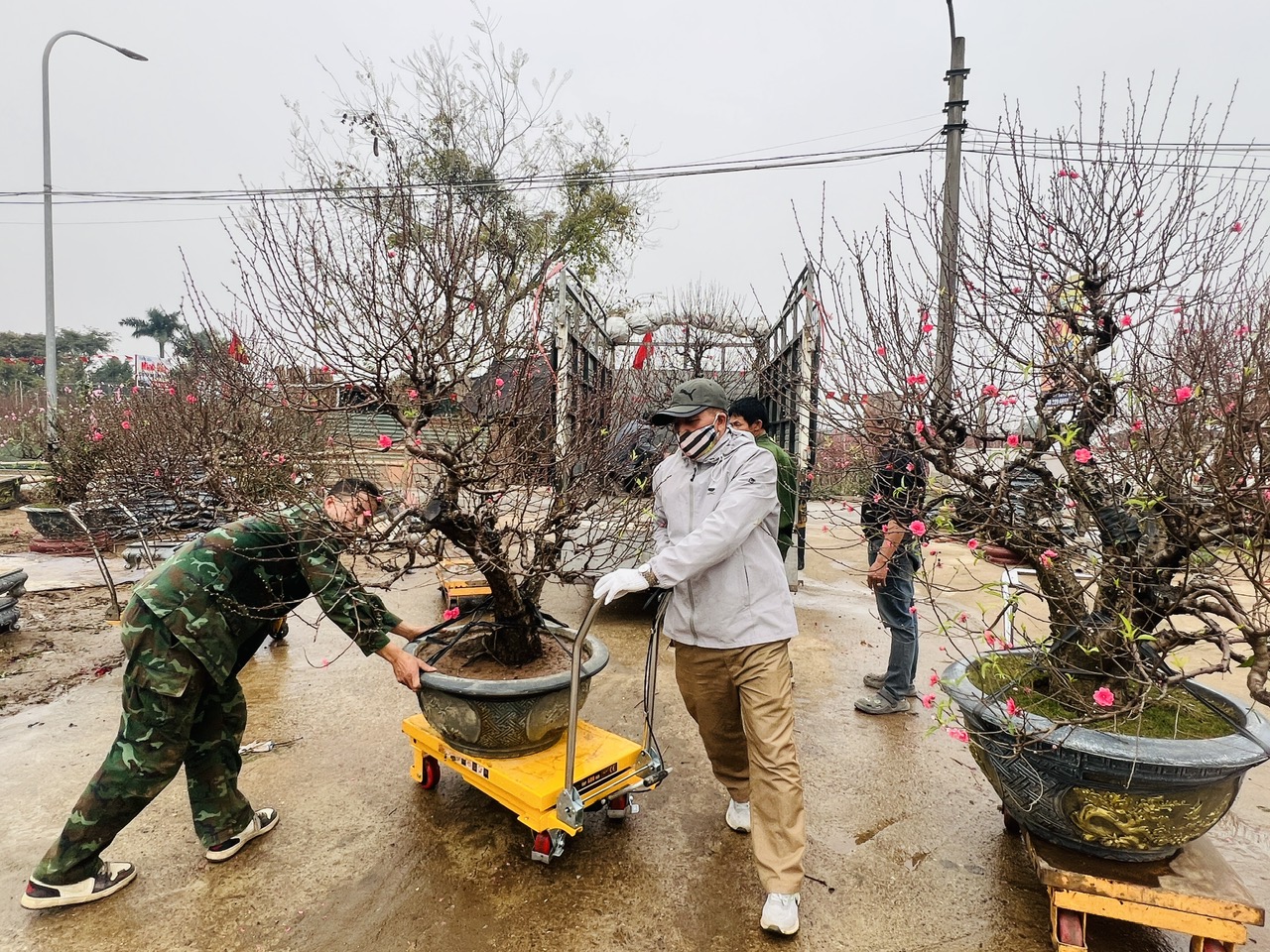 Làng đào, làng quất vào vụ lớn dịp giáp Tết: Rộn ràng đón khách từ vườn ra phố - Ảnh 6.