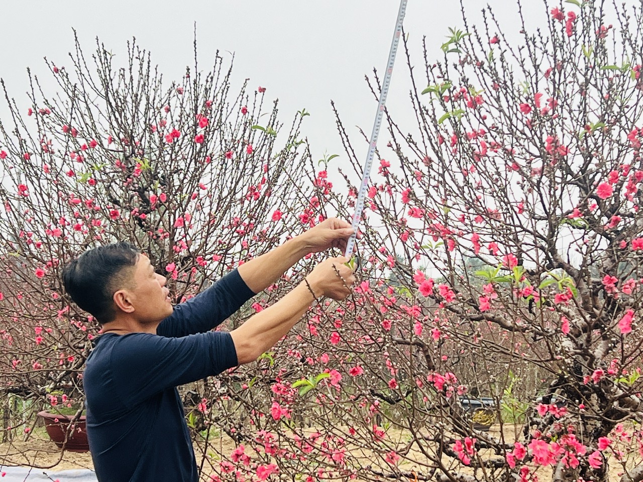 Làng đào, làng quất vào vụ lớn dịp giáp Tết: Rộn ràng đón khách từ vườn ra phố - Ảnh 4.