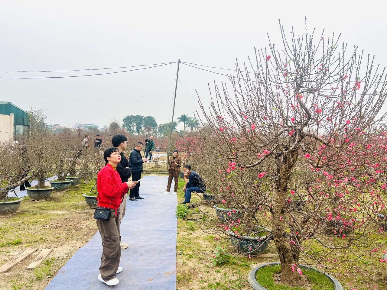 Làng đào, làng quất vào vụ lớn dịp giáp Tết: Rộn ràng đón khách từ vườn ra phố - Ảnh 1.