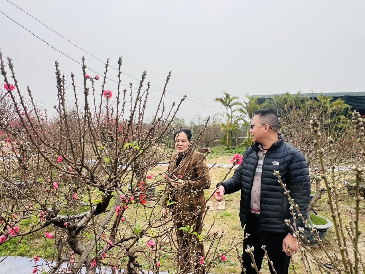 Làng đào, làng quất vào vụ lớn dịp giáp Tết: Rộn ràng đón khách từ vườn ra phố - Ảnh 5.