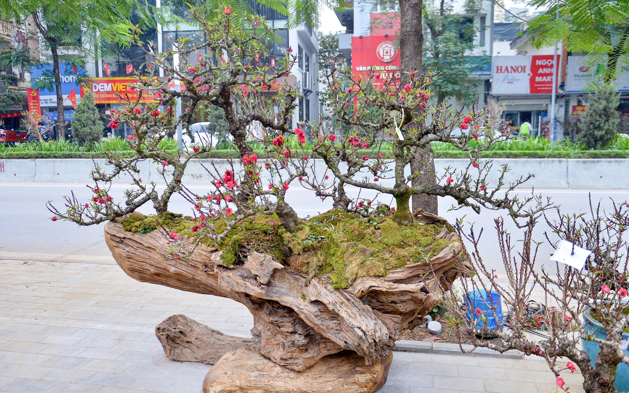 Đừng đốt gốc đào nữa thêm thứ này hoa nở rộ rất nhanh, bền đẹp ngày Tết - Ảnh 3.