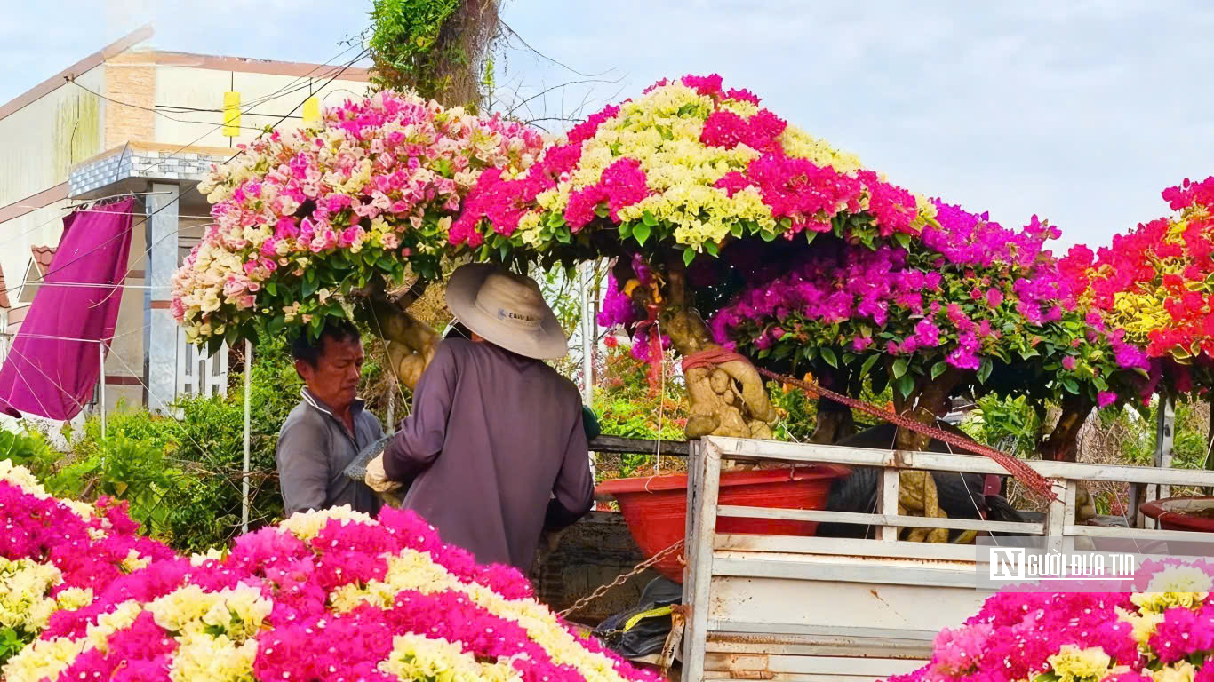 Làng hoa giấy Phú Sơn rực rỡ sắc xuân bên dòng Cái Lách- Ảnh 2.