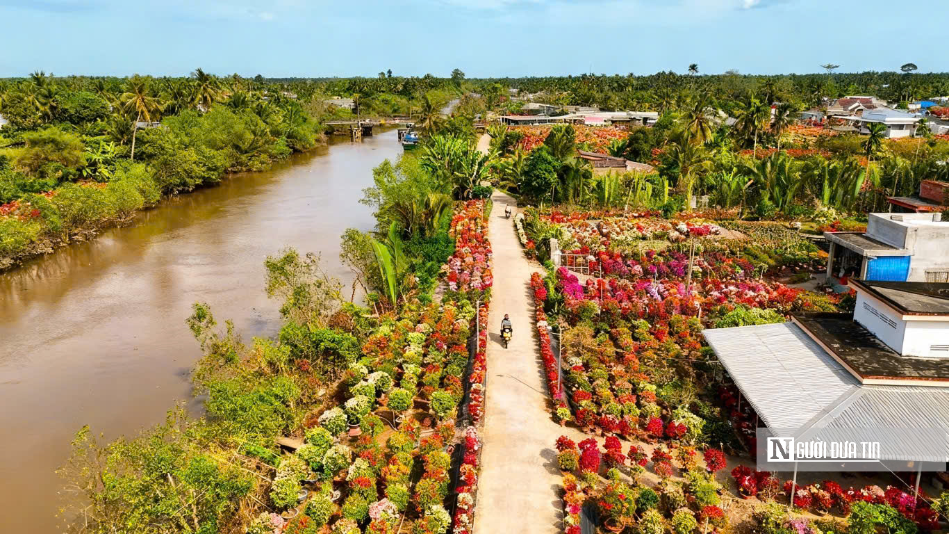 Làng hoa giấy Phú Sơn rực rỡ sắc xuân bên dòng Cái Lách- Ảnh 3.