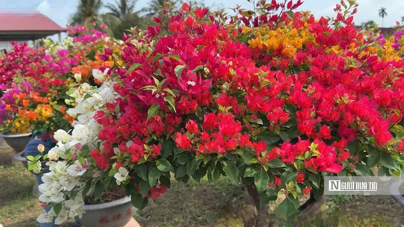 Làng hoa giấy Phú Sơn rực rỡ sắc xuân bên dòng Cái Lách- Ảnh 6.