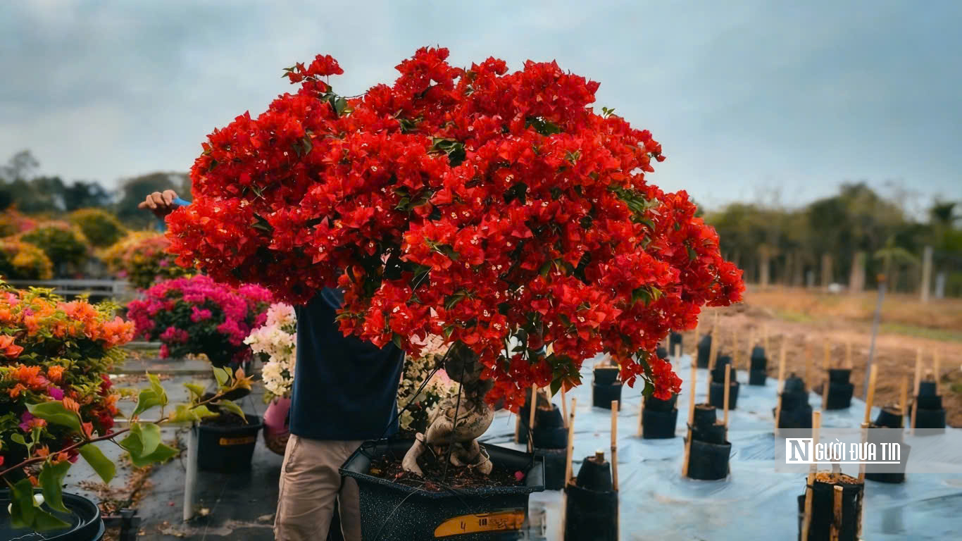 Làng hoa giấy Phú Sơn rực rỡ sắc xuân bên dòng Cái Lách- Ảnh 8.