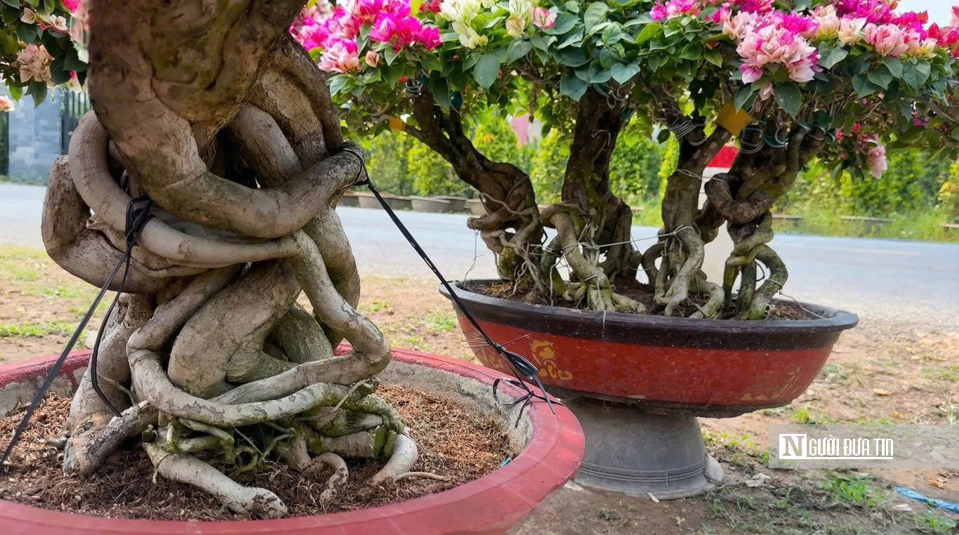 Làng hoa giấy Phú Sơn rực rỡ sắc xuân bên dòng Cái Lách- Ảnh 9.