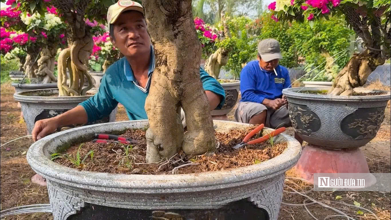 Làng hoa giấy Phú Sơn rực rỡ sắc xuân bên dòng Cái Lách- Ảnh 10.