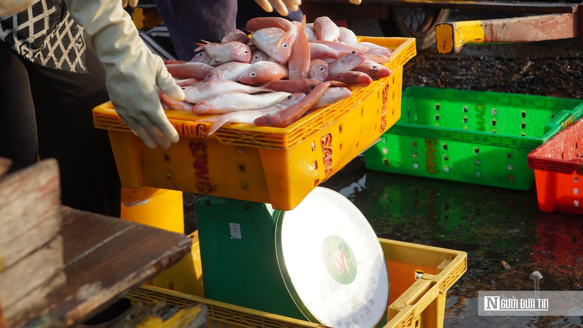 Ngư trường lớn vào mùa cao điểm, cảng cá Phan Thiết sôi động cận Tết - Ảnh 3.