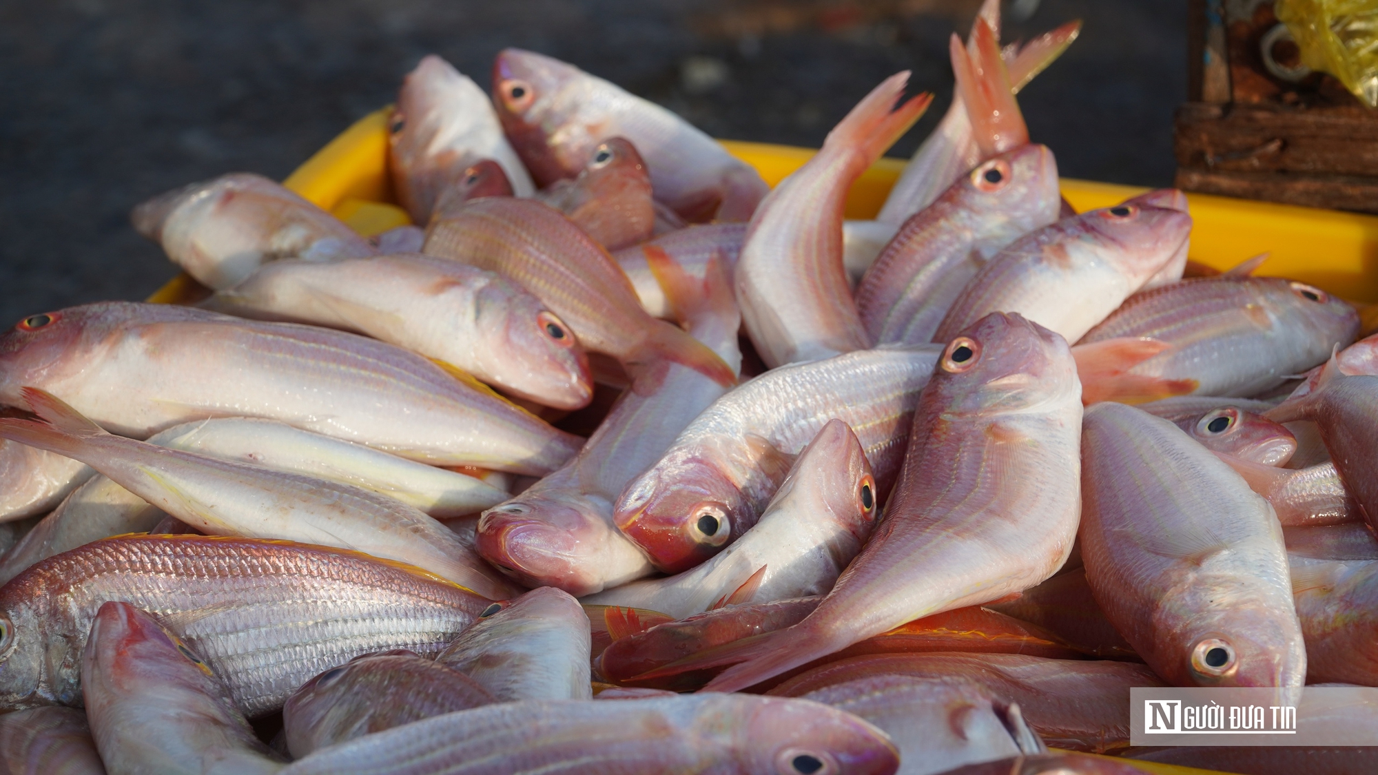 Ngư trường lớn vào mùa cao điểm, cảng cá Phan Thiết sôi động cận Tết - Ảnh 7.