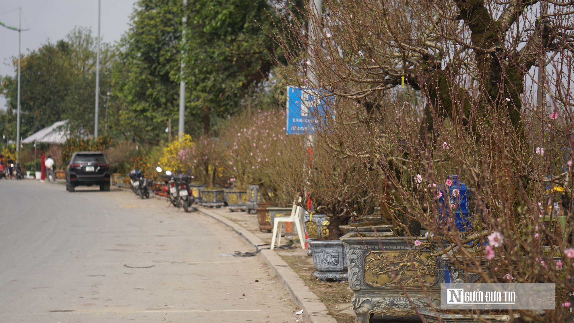 Gi&aacute; thu&ecirc; h&egrave; phố b&aacute;n c&acirc;y cảnh ở Hạc Th&agrave;nh tăng gấp 3 lần, tiểu thương lo lỗ vốn- Ảnh 1.