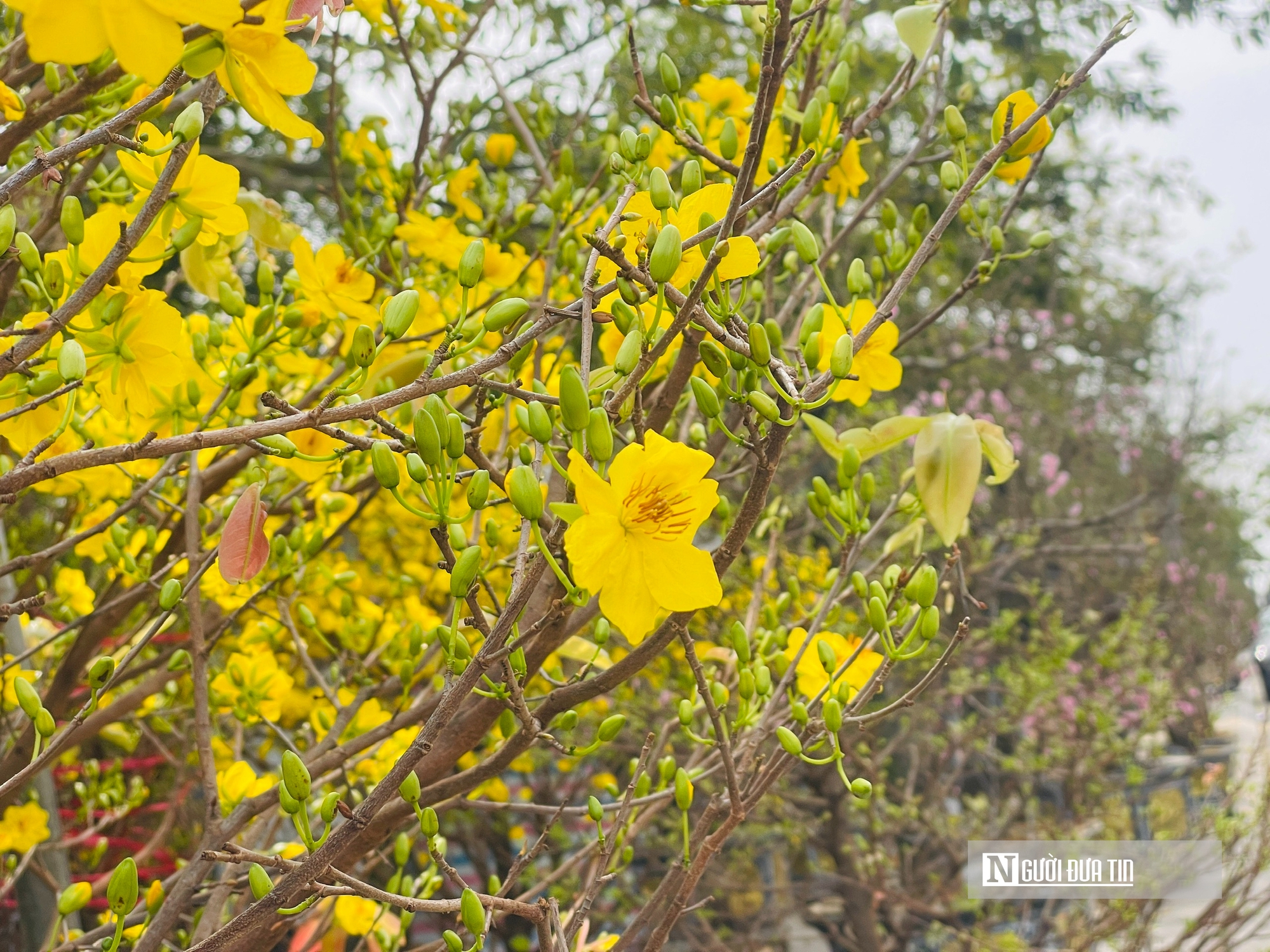 Gi&aacute; thu&ecirc; h&egrave; phố b&aacute;n c&acirc;y cảnh ở Hạc Th&agrave;nh tăng gấp 3 lần, tiểu thương lo lỗ vốn- Ảnh 2.