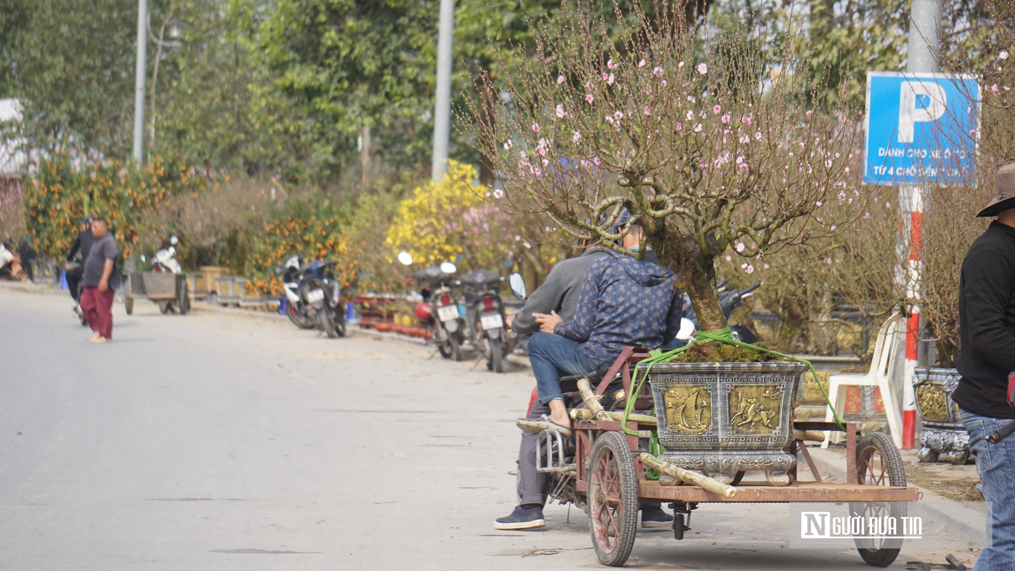 Gi&aacute; thu&ecirc; h&egrave; phố b&aacute;n c&acirc;y cảnh ở Hạc Th&agrave;nh tăng gấp 3 lần, tiểu thương lo lỗ vốn- Ảnh 3.