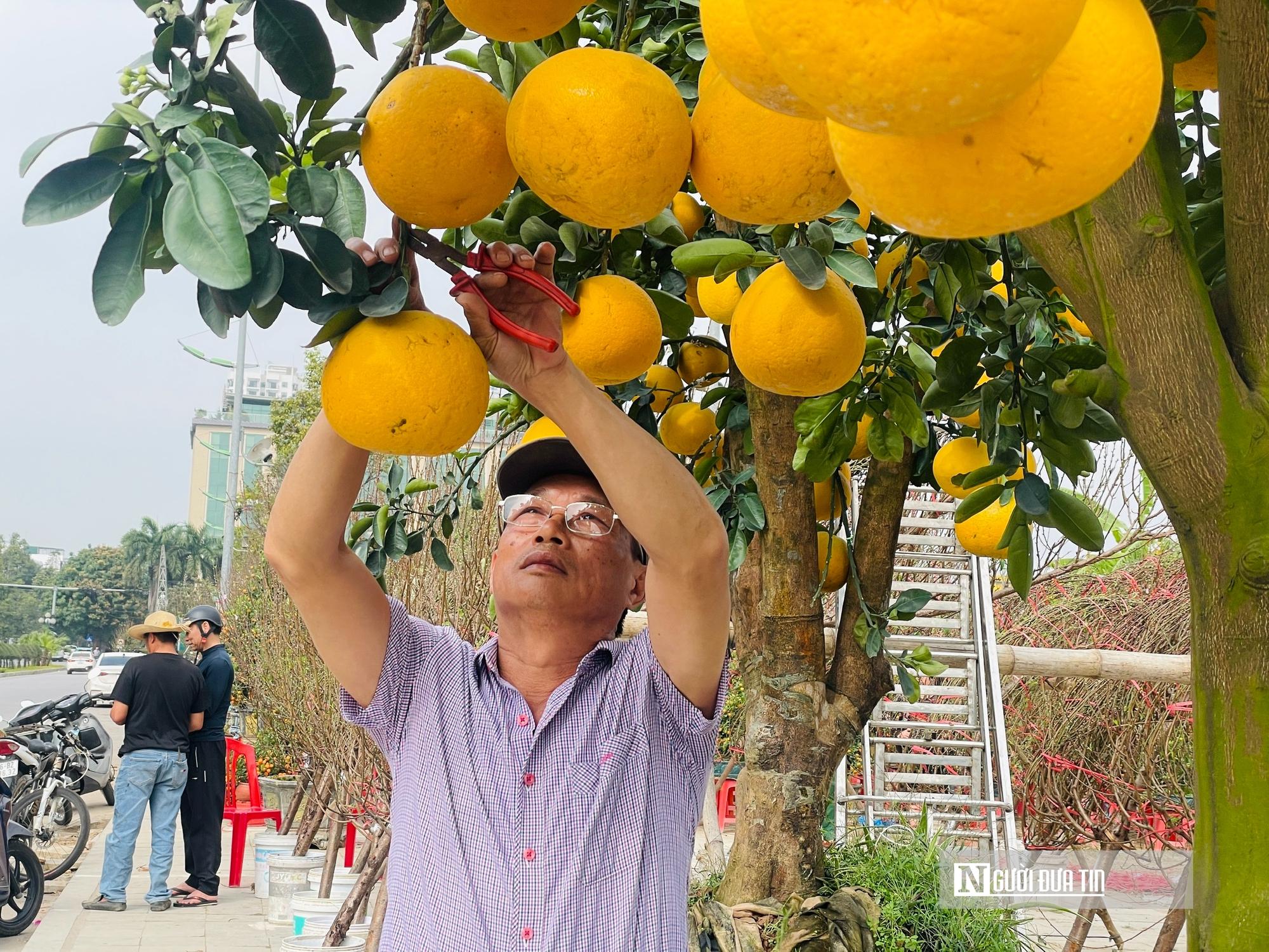 Gi&aacute; thu&ecirc; h&egrave; phố b&aacute;n c&acirc;y cảnh ở Hạc Th&agrave;nh tăng gấp 3 lần, tiểu thương lo lỗ vốn- Ảnh 4.