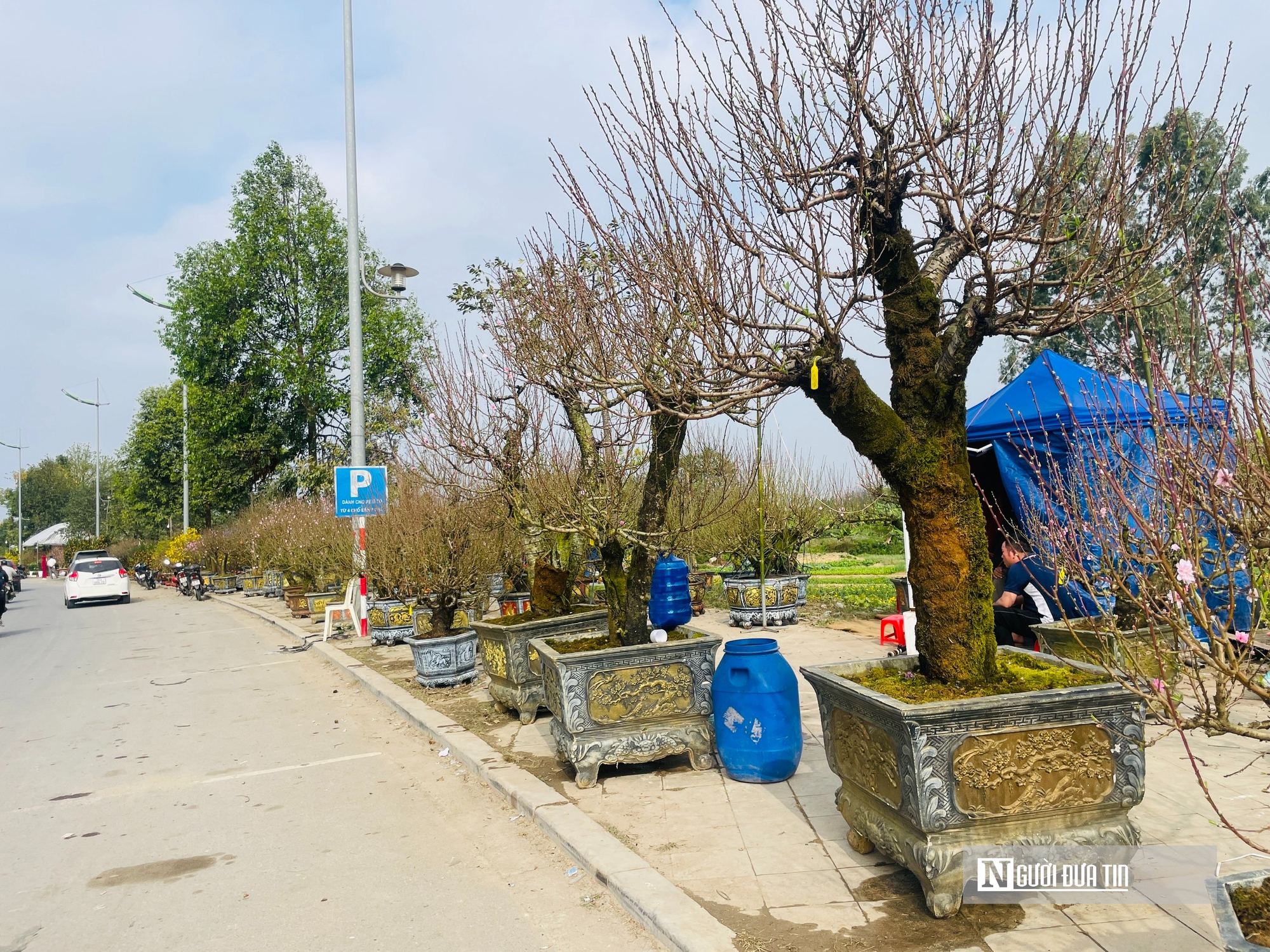 Gi&aacute; thu&ecirc; h&egrave; phố b&aacute;n c&acirc;y cảnh ở Hạc Th&agrave;nh tăng gấp 3 lần, tiểu thương lo lỗ vốn- Ảnh 5.