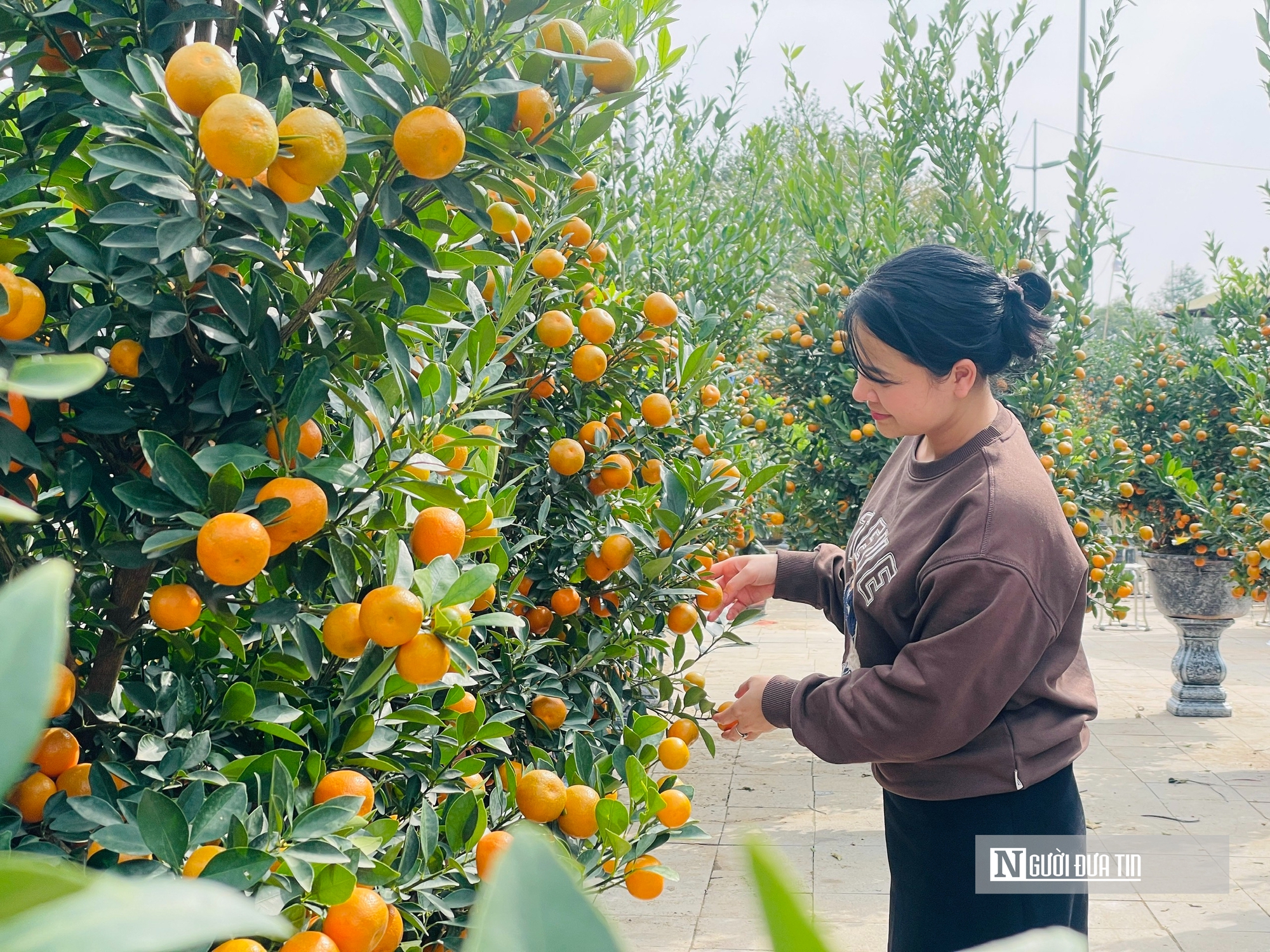 Gi&aacute; thu&ecirc; h&egrave; phố b&aacute;n c&acirc;y cảnh ở Hạc Th&agrave;nh tăng gấp 3 lần, tiểu thương lo lỗ vốn- Ảnh 6.