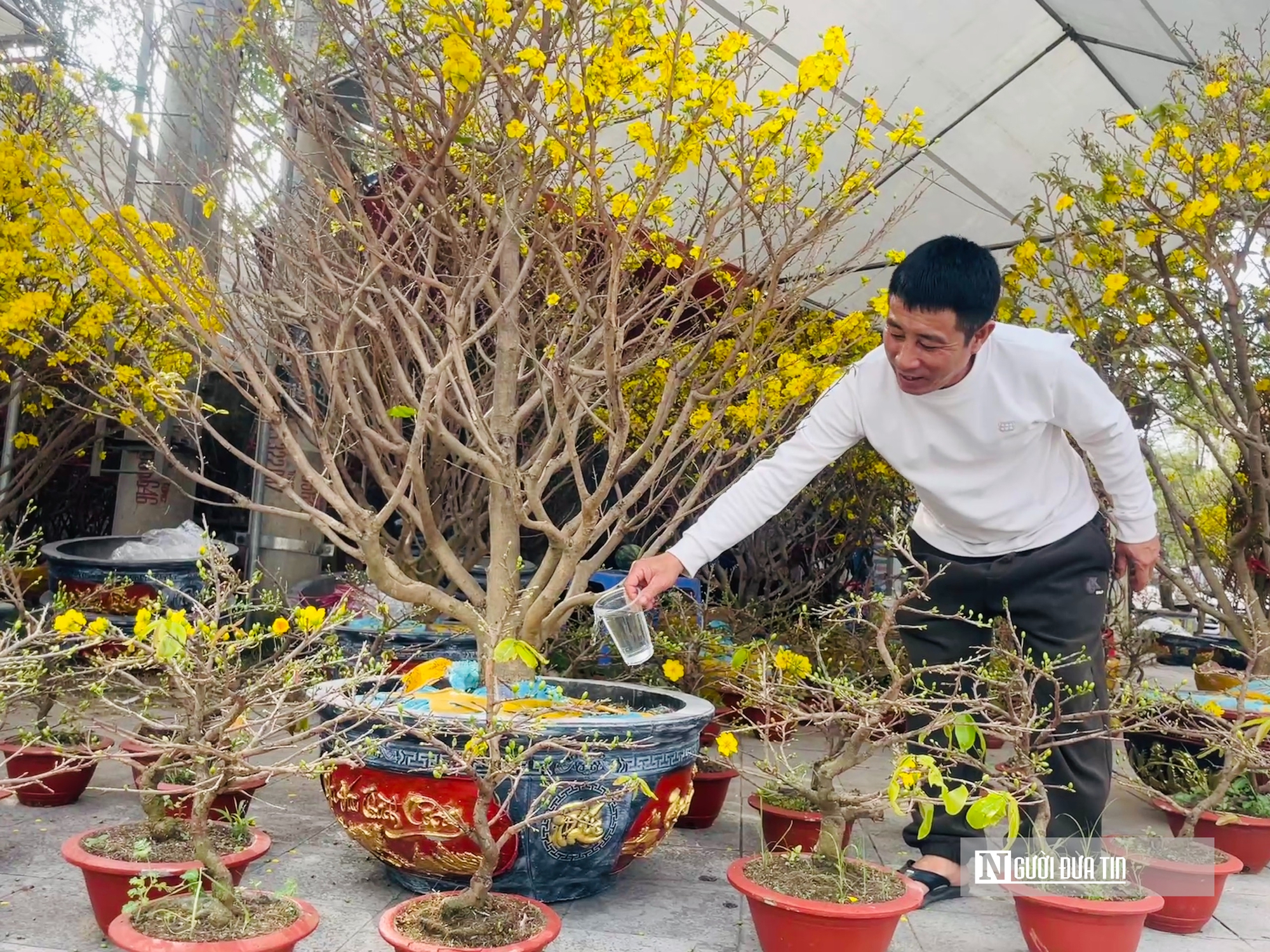 Gi&aacute; thu&ecirc; h&egrave; phố b&aacute;n c&acirc;y cảnh ở Hạc Th&agrave;nh tăng gấp 3 lần, tiểu thương lo lỗ vốn- Ảnh 8.