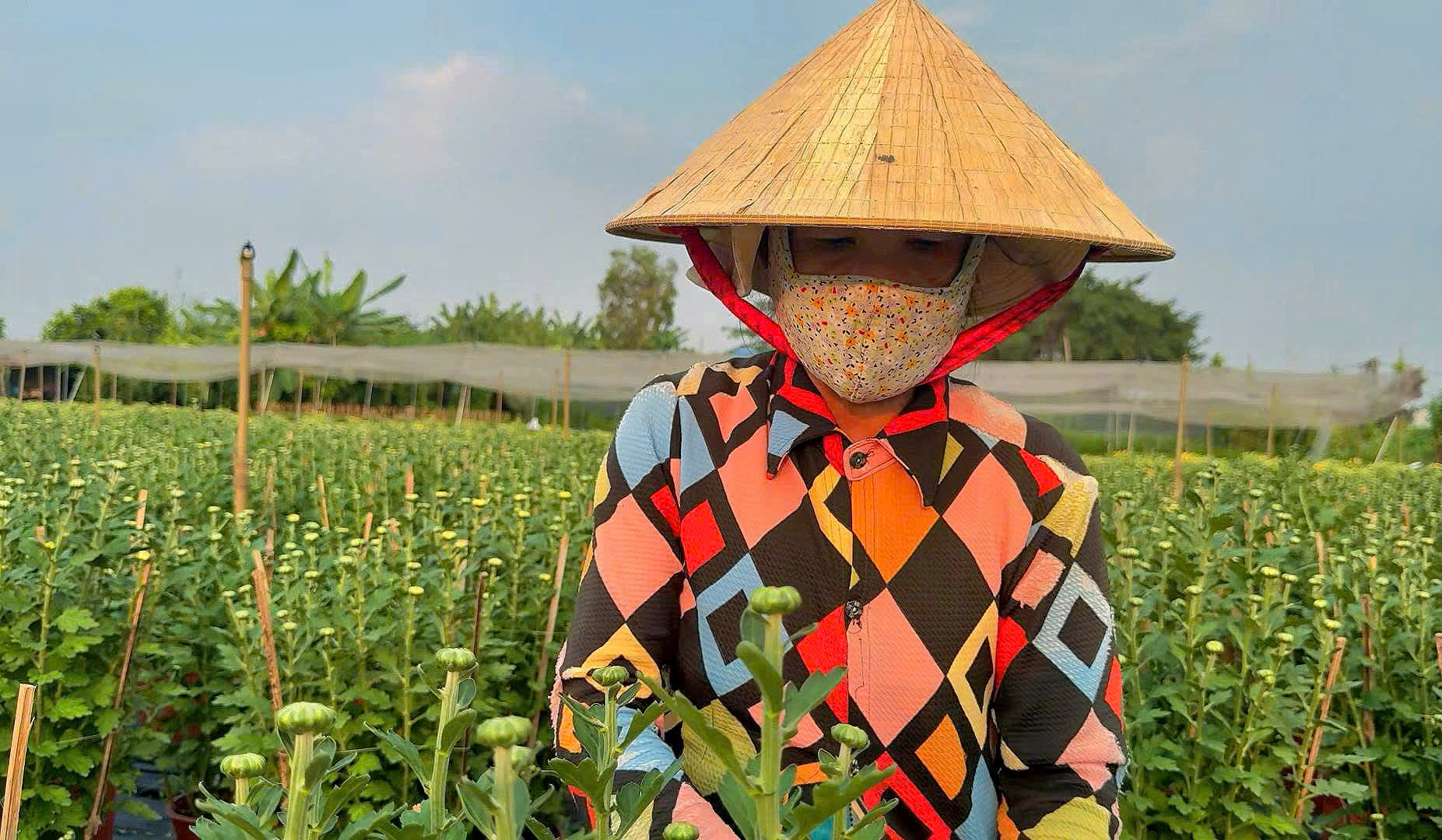 Nh&agrave; vườn Tp.HCM tất bật "chăm hoa, đ&oacute;n xu&acirc;n"- Ảnh 14.