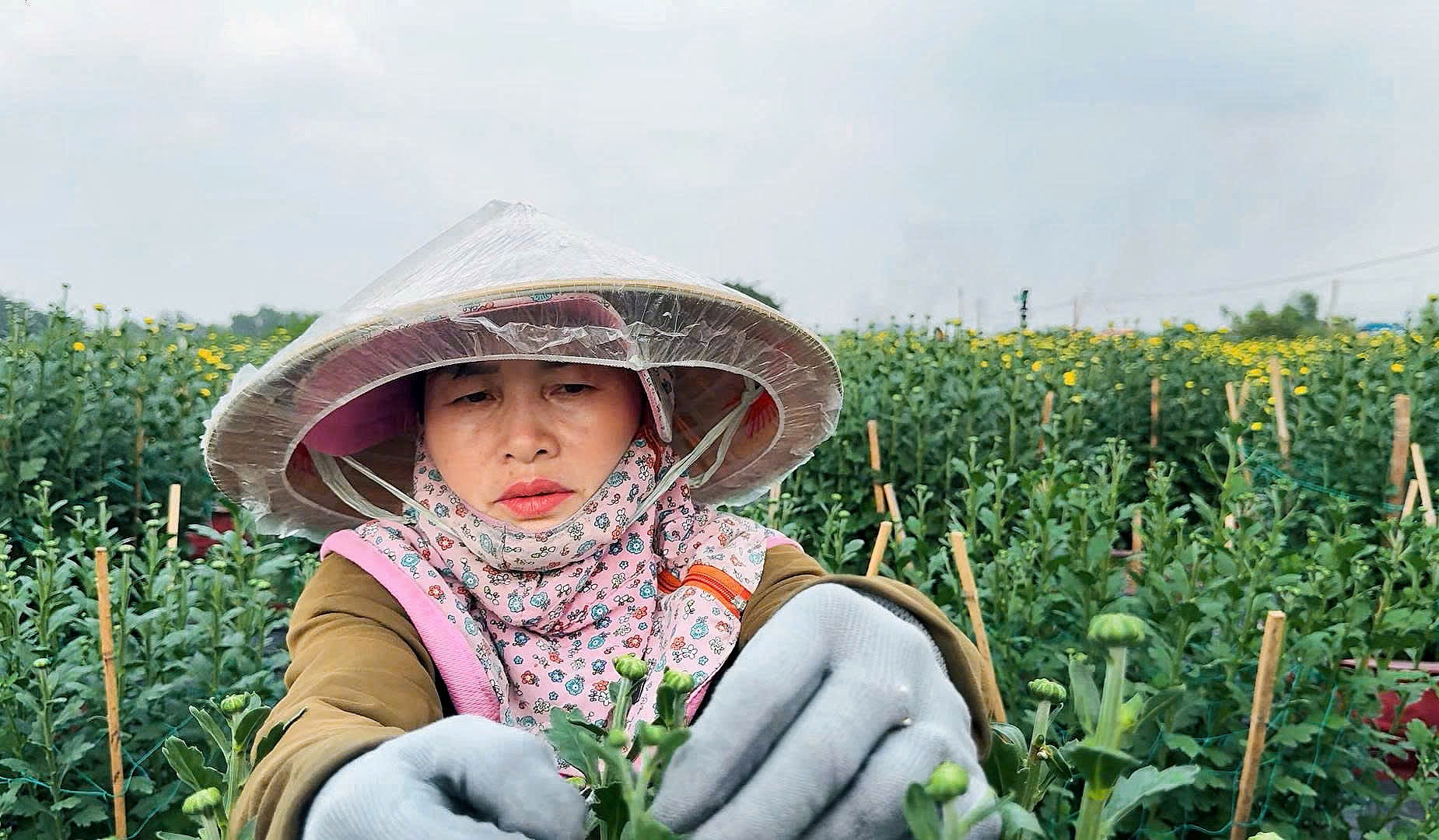 Nh&agrave; vườn Tp.HCM tất bật "chăm hoa, đ&oacute;n xu&acirc;n"- Ảnh 13.