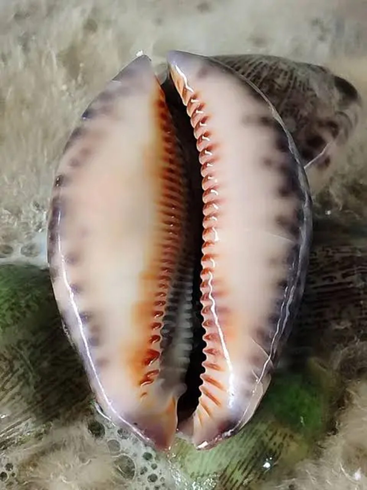 Đặc sản nghe tên "ngượng đỏ mặt" xưa không ai ăn nay 150.000 đồng - Ảnh 2.