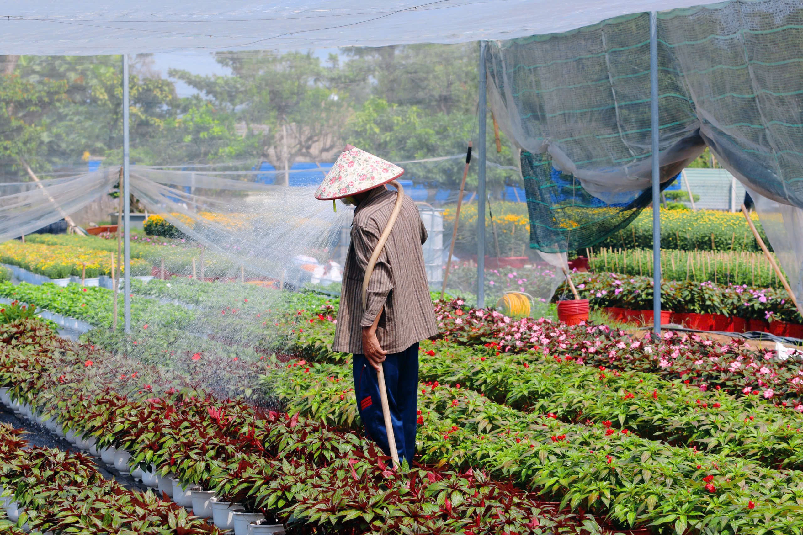 Nh&agrave; vườn Tp.HCM tất bật "chăm hoa, đ&oacute;n xu&acirc;n"- Ảnh 2.