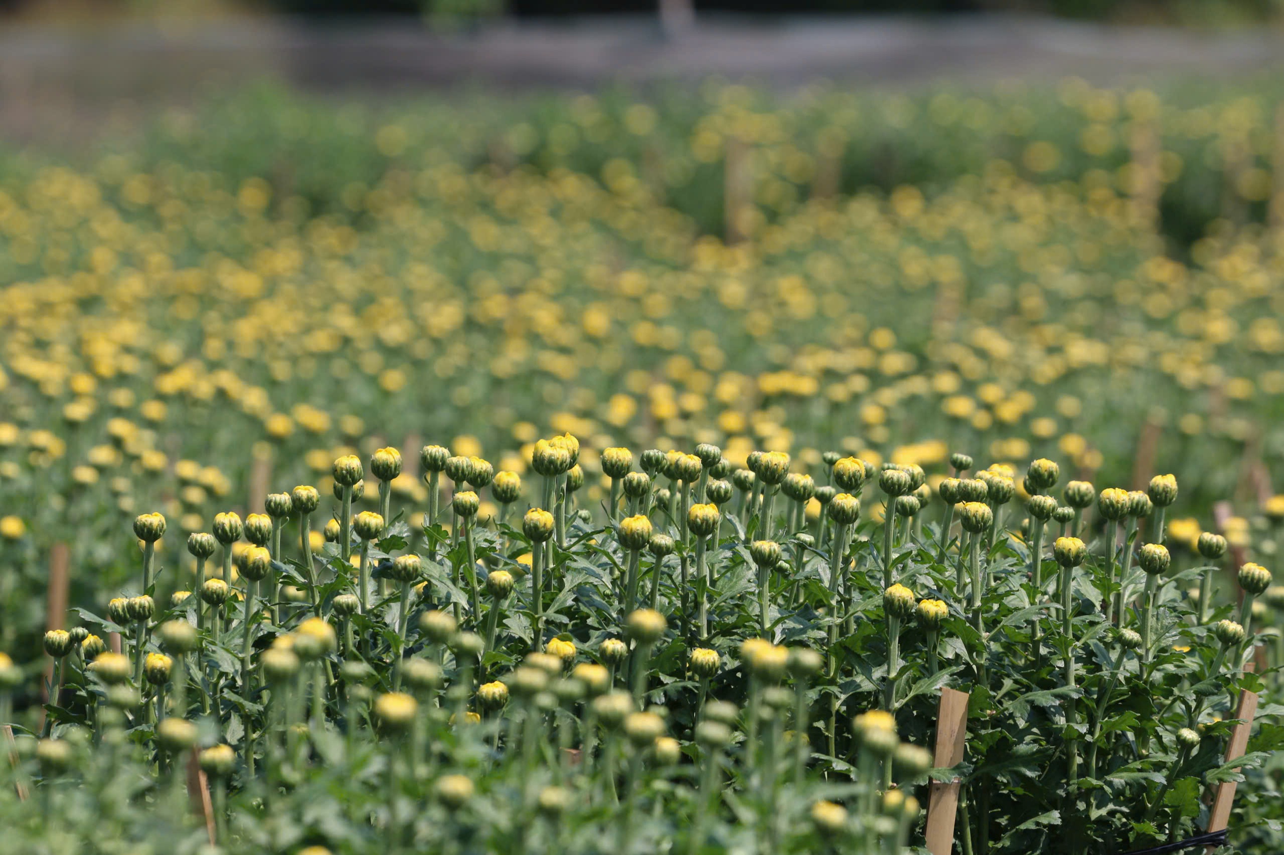 Nh&agrave; vườn Tp.HCM tất bật "chăm hoa, đ&oacute;n xu&acirc;n"- Ảnh 7.