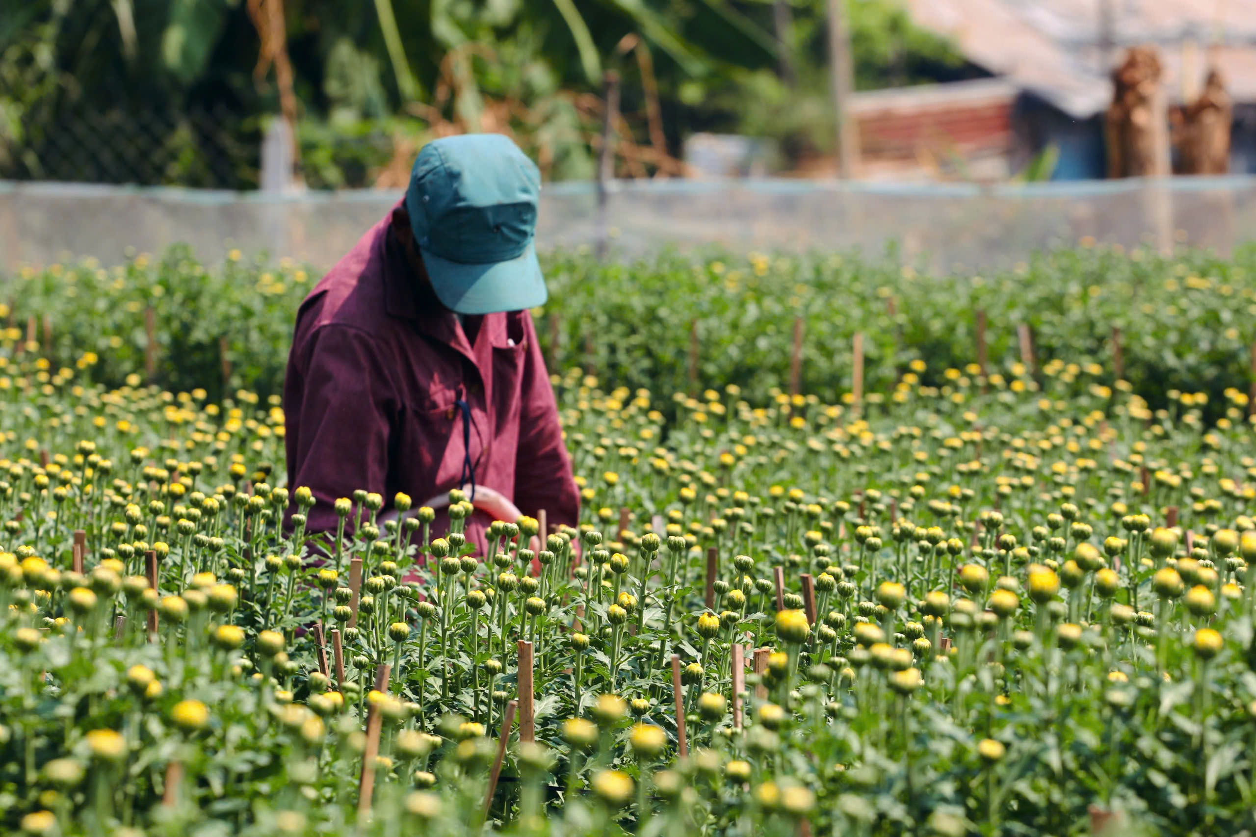 Nh&agrave; vườn Tp.HCM tất bật "chăm hoa, đ&oacute;n xu&acirc;n"- Ảnh 10.