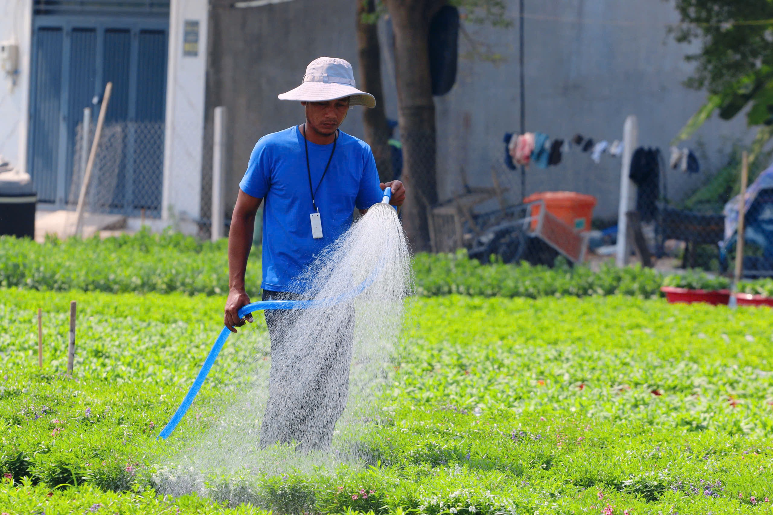 Nh&agrave; vườn Tp.HCM tất bật "chăm hoa, đ&oacute;n xu&acirc;n"- Ảnh 8.